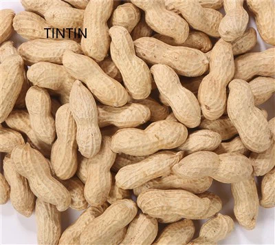 Veleprodaja visokokakovostnih kitajskih praženih arašidov v lupini
